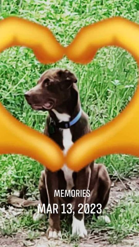 Lost Dog in San Antonio, Texas — listing photo