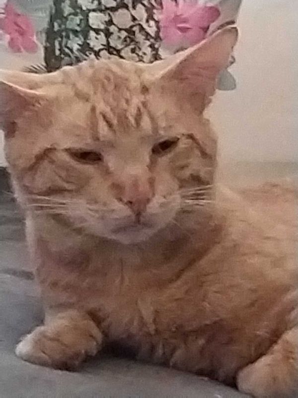 Lost Cat in Maple Valley — listing photo