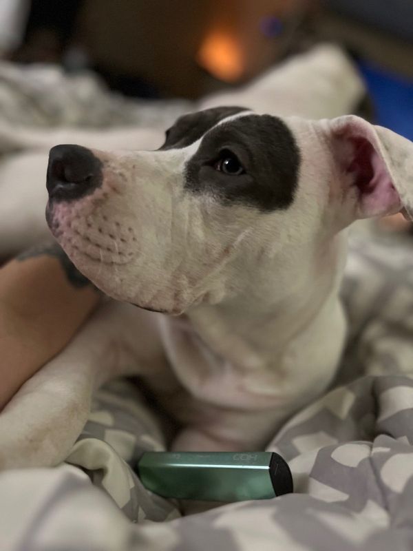 Lost Dog in Wahneta — listing photo