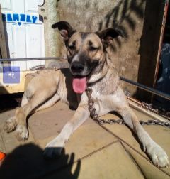 Lost Dog in San Clemente, California — listing photo