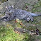 Lost Cat in Normal, Illinois — listing photo