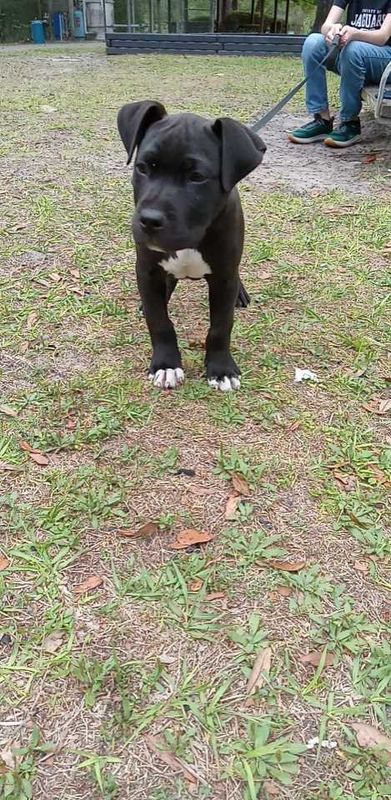 Lost Dog in Middleburg — listing photo