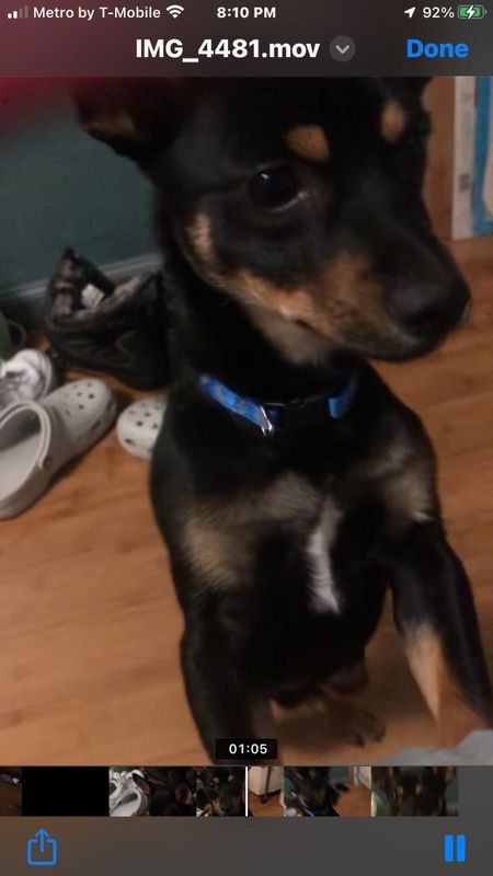Lost Dog in San Pablo — listing photo