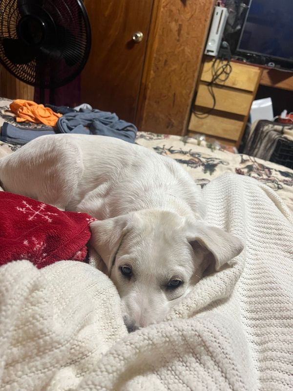 Lost Dog in Crawfordville — listing photo