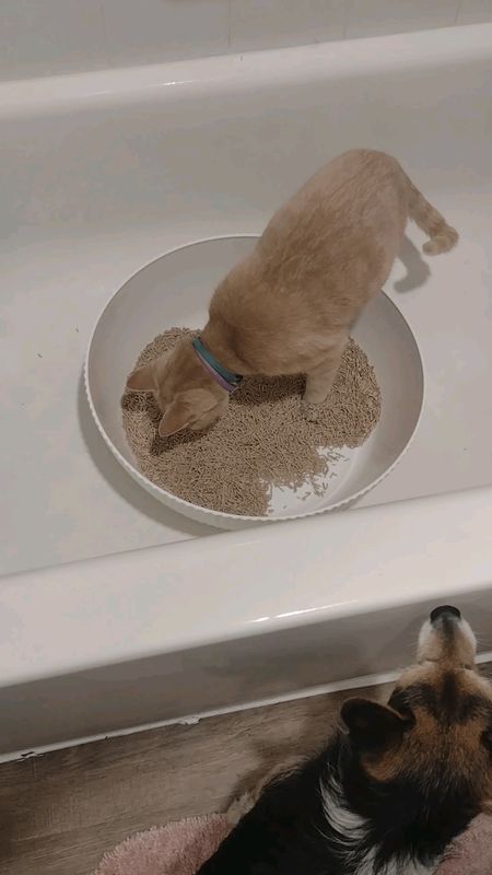 Lost Cat in Dallas, Texas — listing photo
