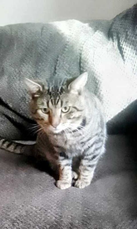 Lost Cat in Kent, Washington — listing photo