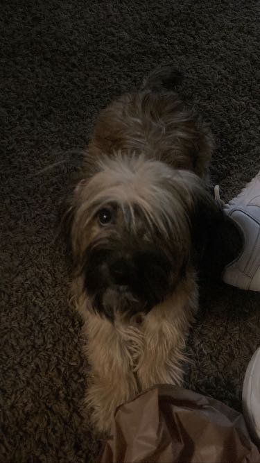 Lost Dog in Riverside, California — listing photo