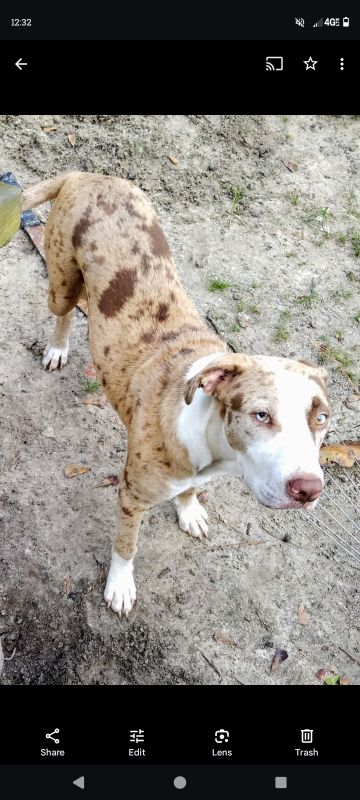 Lost Dog in Cairo — listing photo