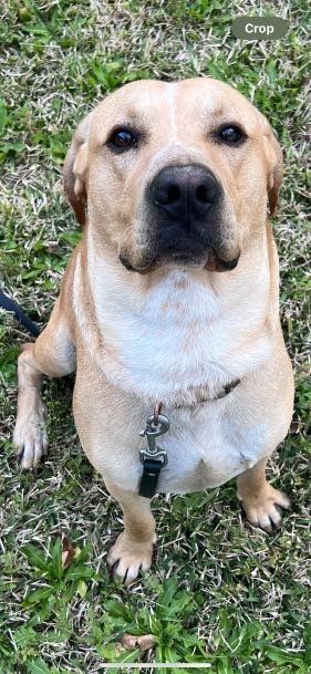 Lost Dog in Orangeburg — listing photo