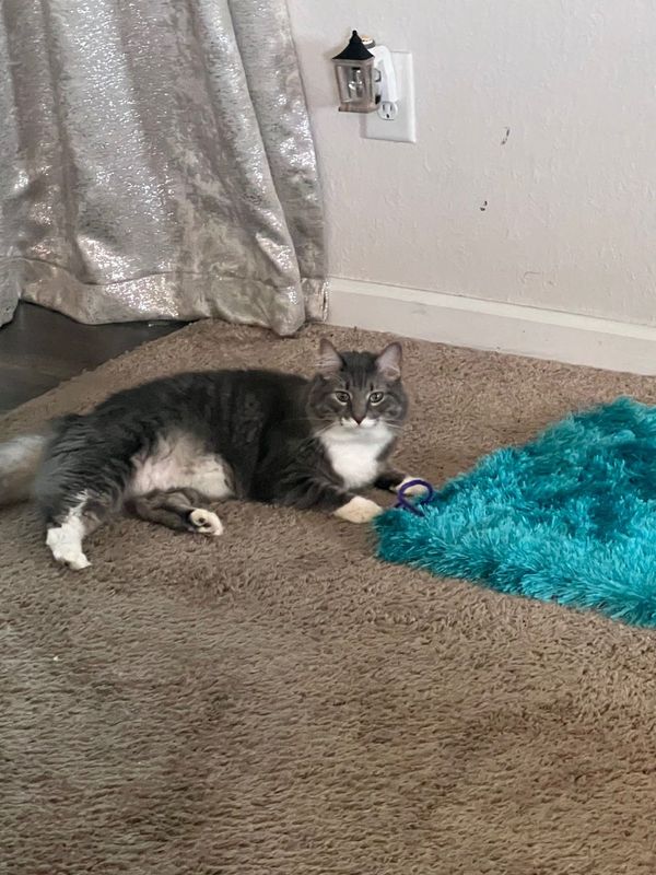 Lost Cat in Fuquay-Varina — listing photo