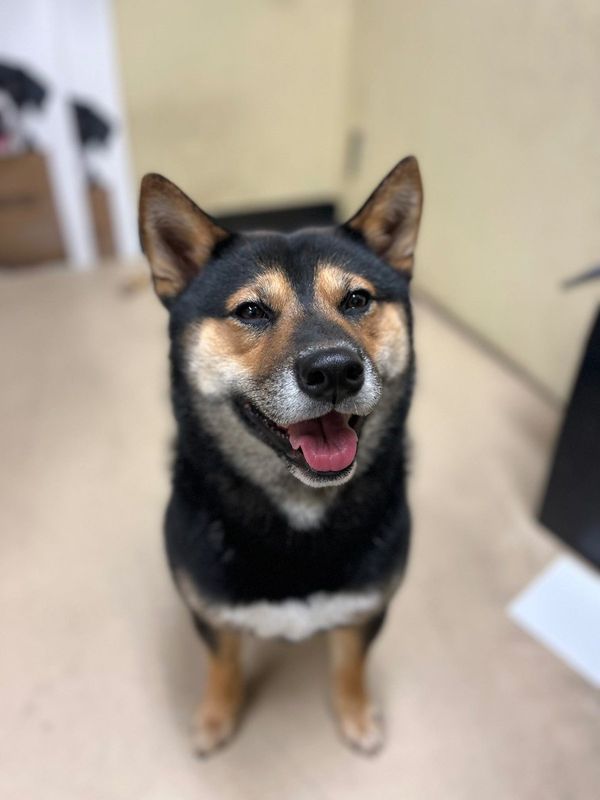 Lost Dog in San Francisco, California — listing photo