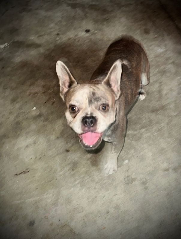 Lost Dog in Ontario, California — listing photo