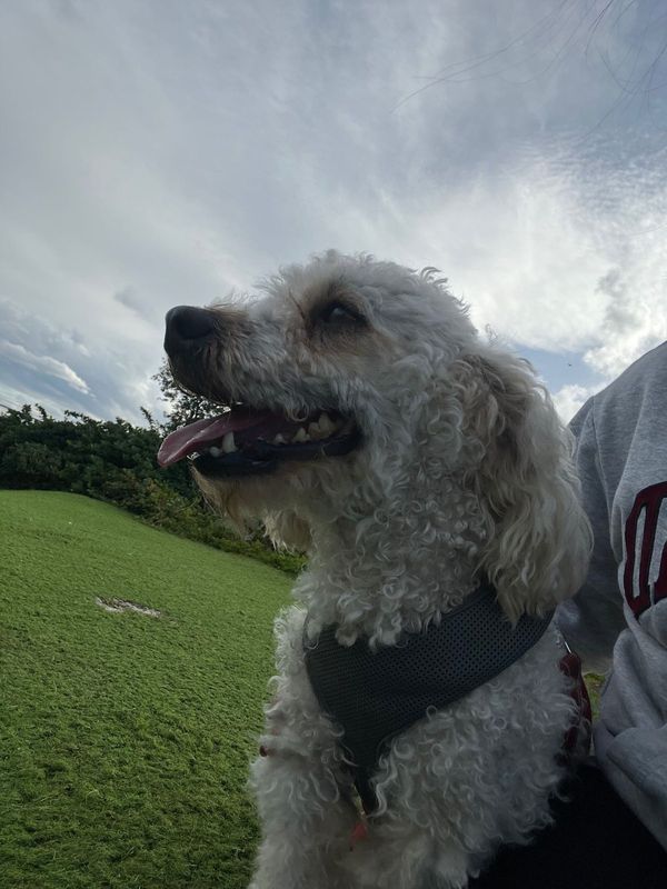 Lost Dog in Greenfield, Wisconsin — listing photo
