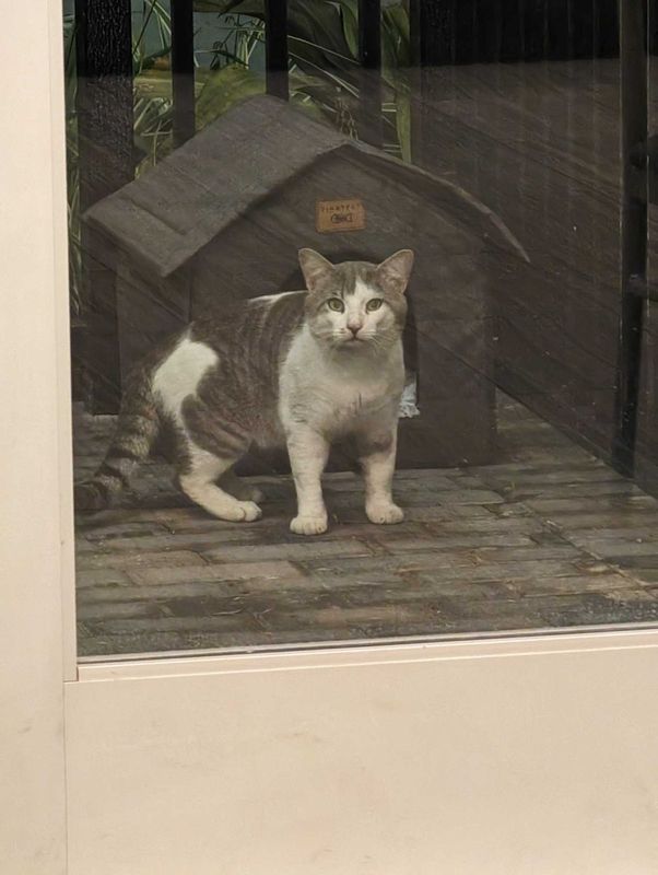 Found Cat in Altamonte Springs, Florida — listing photo