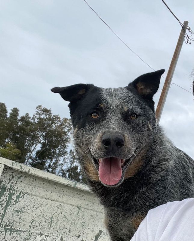 Lost Dog in Orland — listing photo