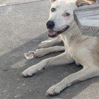 Lost Dog in Jacksonville, Florida — Stray dog in Riverside?
