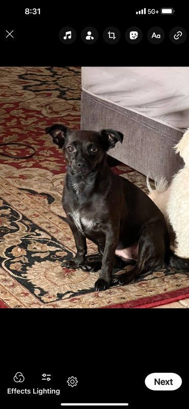 Lost Dog in Bakersfield, California — listing photo