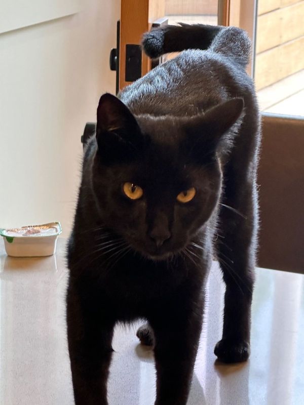 Lost Cat in Portland, Maine — listing photo