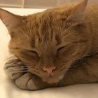 Lost Cat in El Paso, Texas — listing photo