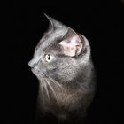 Lost Cat in Warwick, Rhode Island — listing photo