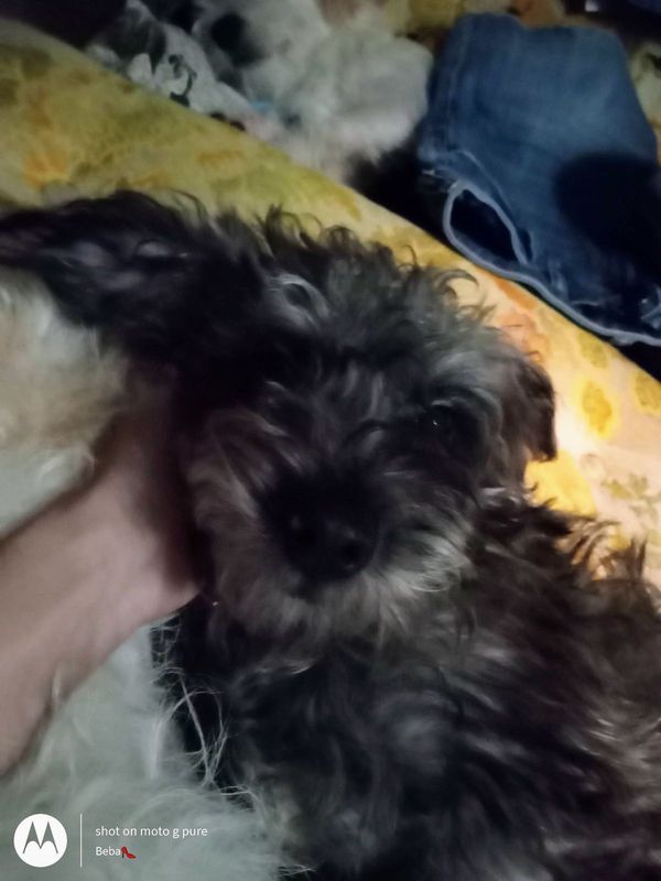 Lost Dog in Houston, Texas — listing photo