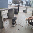 Lost Dog in Oklahoma City, Oklahoma — listing photo