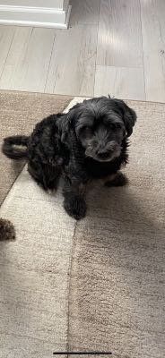 Lost Dog in Powdersville — listing photo