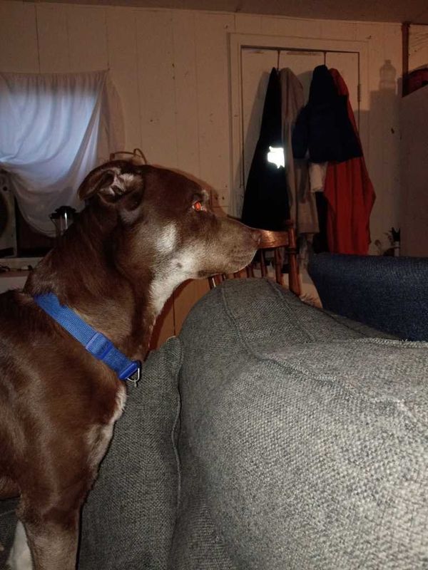 Lost Dog in Guernsey — listing photo
