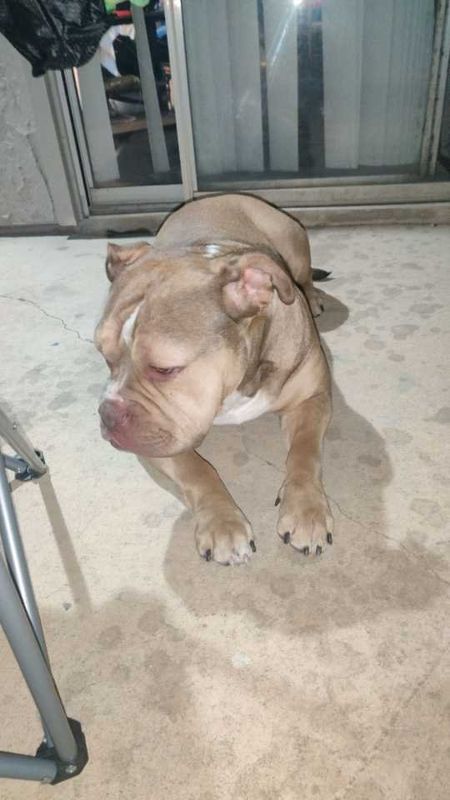 Found Dog in Carrollton, Texas — listing photo