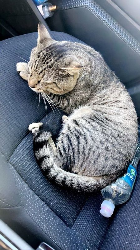 Lost Cat in ChampionsGate — listing photo