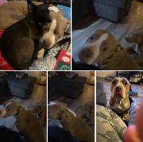 Lost Dog in Jacksonville, North Carolina — listing photo