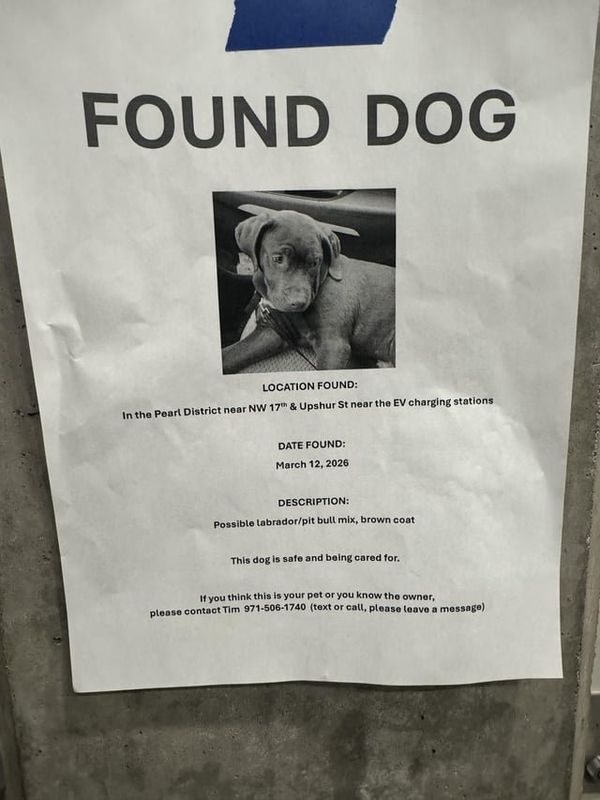Found Dog in Portland, Oregon — listing photo