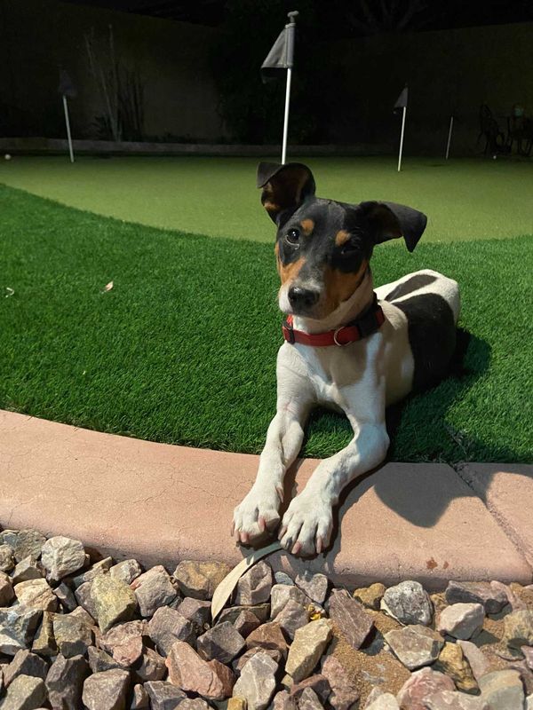 Found Dog in Phoenix, Arizona — listing photo