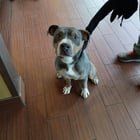 Found Dog in Denver, Colorado — listing photo