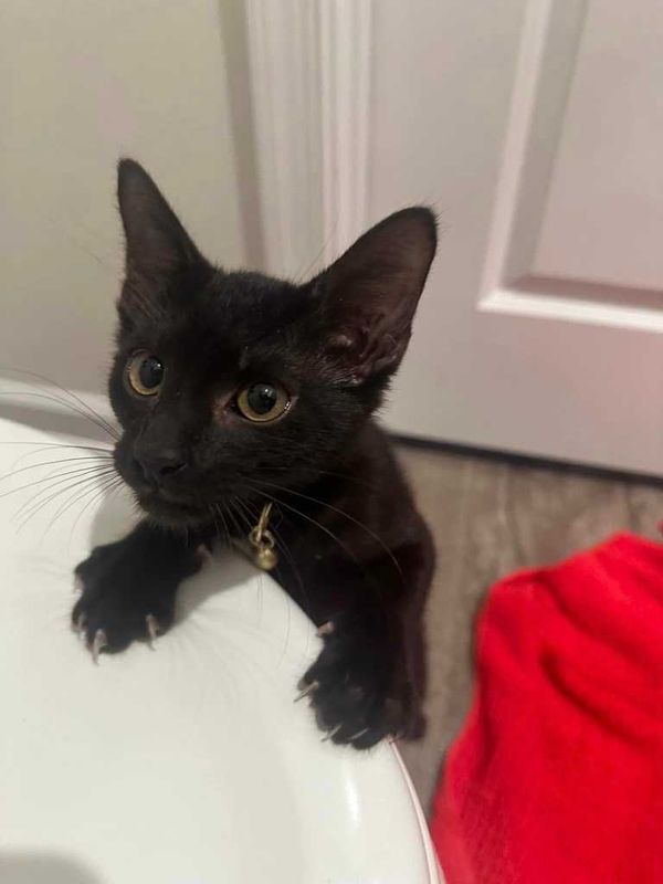 Found Cat in Columbia, South Carolina — listing photo