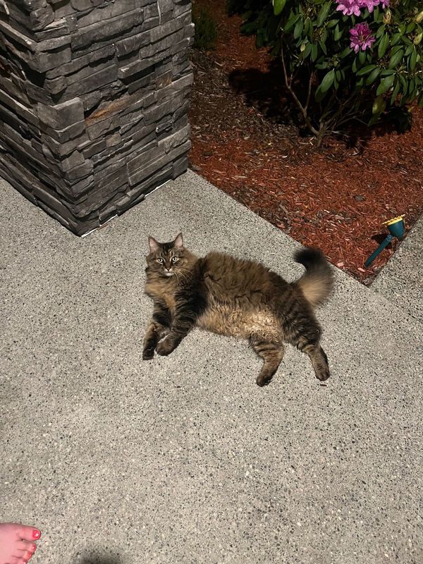 Found Cat in Kent, Washington — listing photo