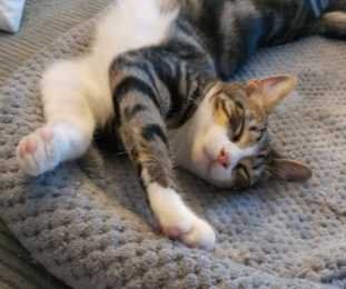 Lost Cat in Lakeland, Florida — listing photo