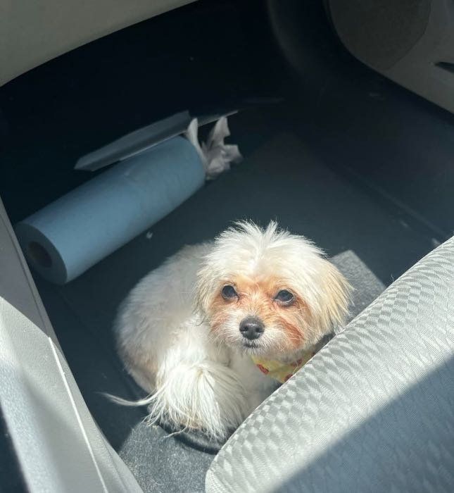 Lost Dog in Rosenberg — listing photo