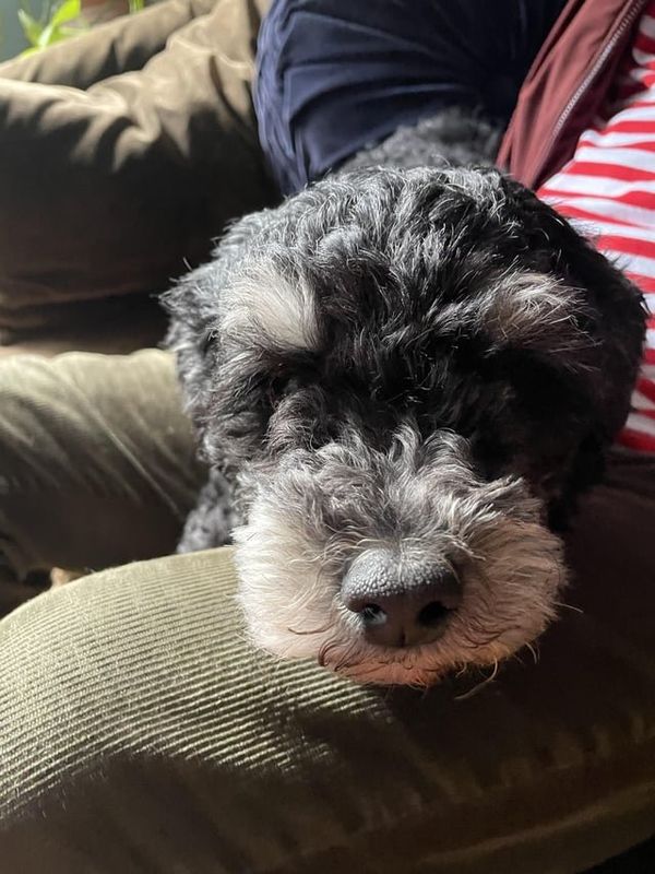 Found Dog in Philadelphia, Pennsylvania — Sweet found pup