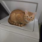 Lost Cat in Greenwood, Indiana — listing photo