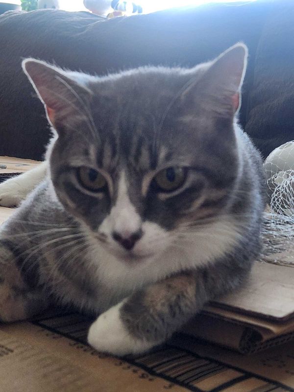 Lost Cat in Castro Valley — listing photo