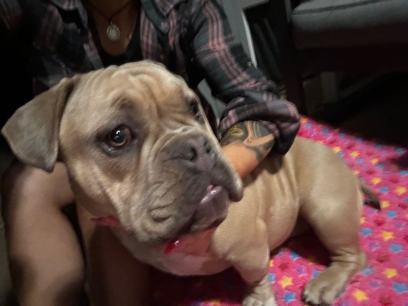 Found Dog in Yukon — listing photo