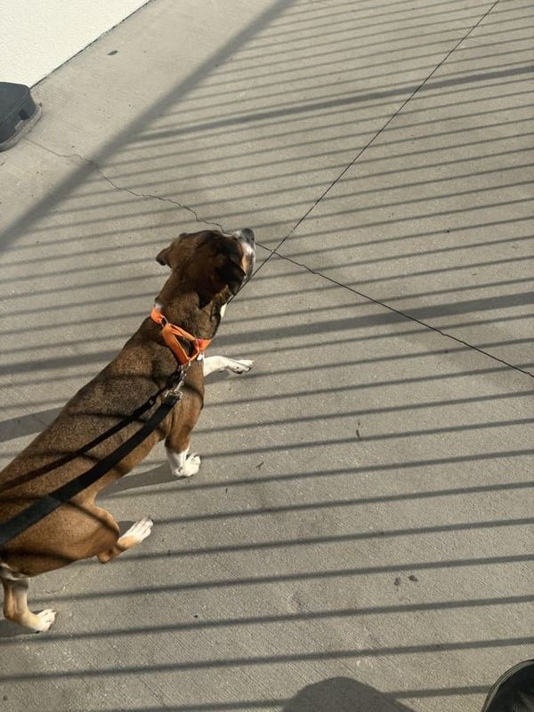 Lost Dog in Jacksonville, Florida — Week 20 and 21 Pup(s) of the Week