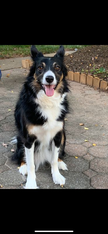 Lost Dog in Kingwood Area — listing photo