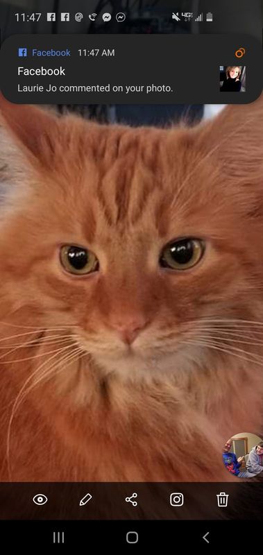 Lost Cat in TX 79847 — listing photo