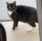 Lost Cat in Jacksonville, Florida — listing photo