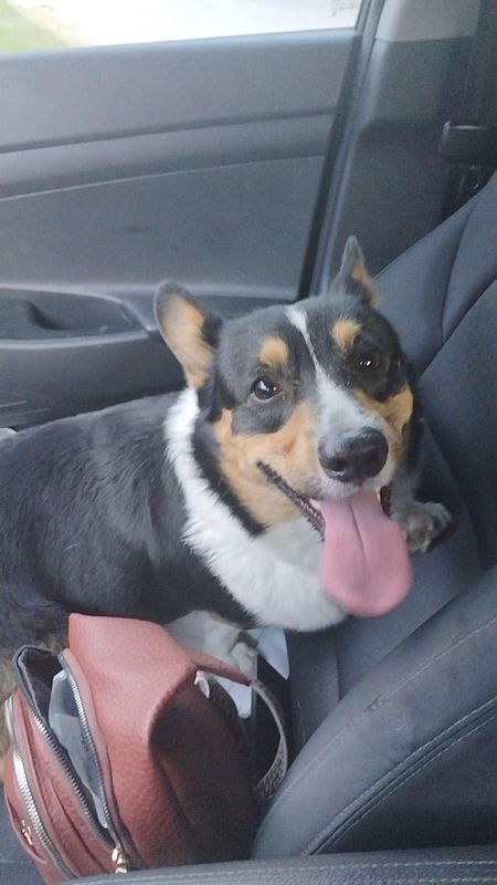 Found Dog in Wichita, Kansas — listing photo