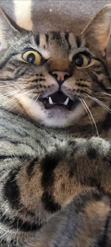 Lost Cat in Shreveport, Louisiana — listing photo