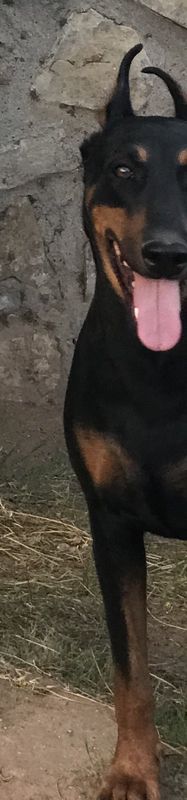 Lost Dog in El Paso, Texas — listing photo