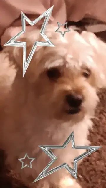 Lost Dog in Riverside, California — listing photo